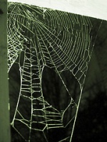 Dusty spider web.jpg